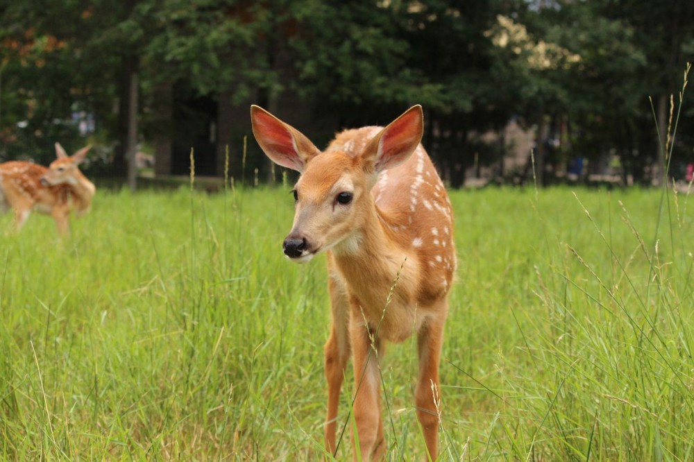 White-tailed deer test positive for COVID-19 in lab studies