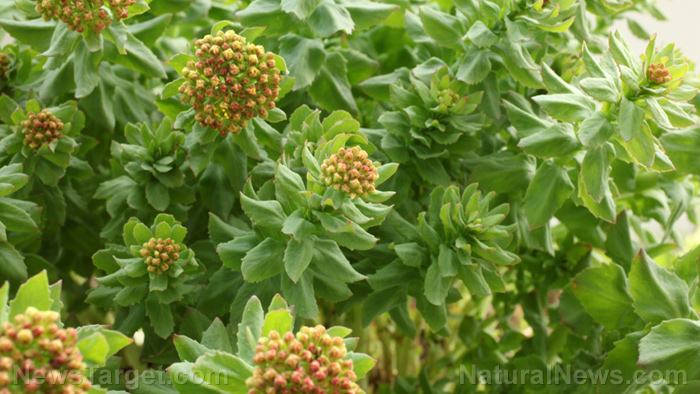 Rhodiola significantly improves mental health and promotes a calm state of mind