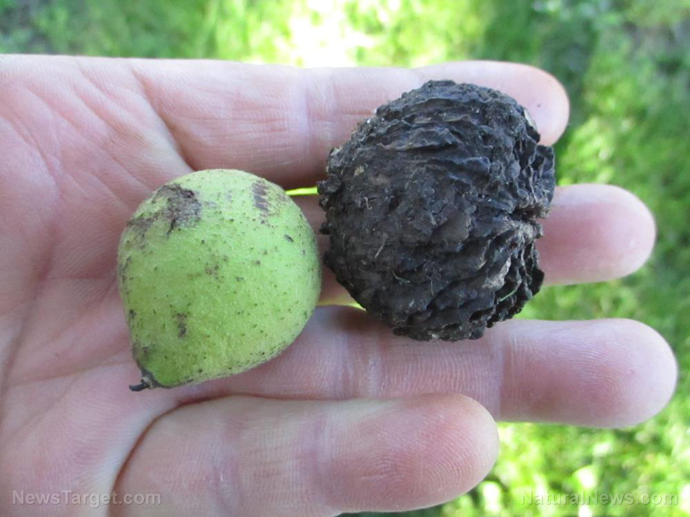 Black walnuts found to suppress appetite and oxidative degradation of lipids