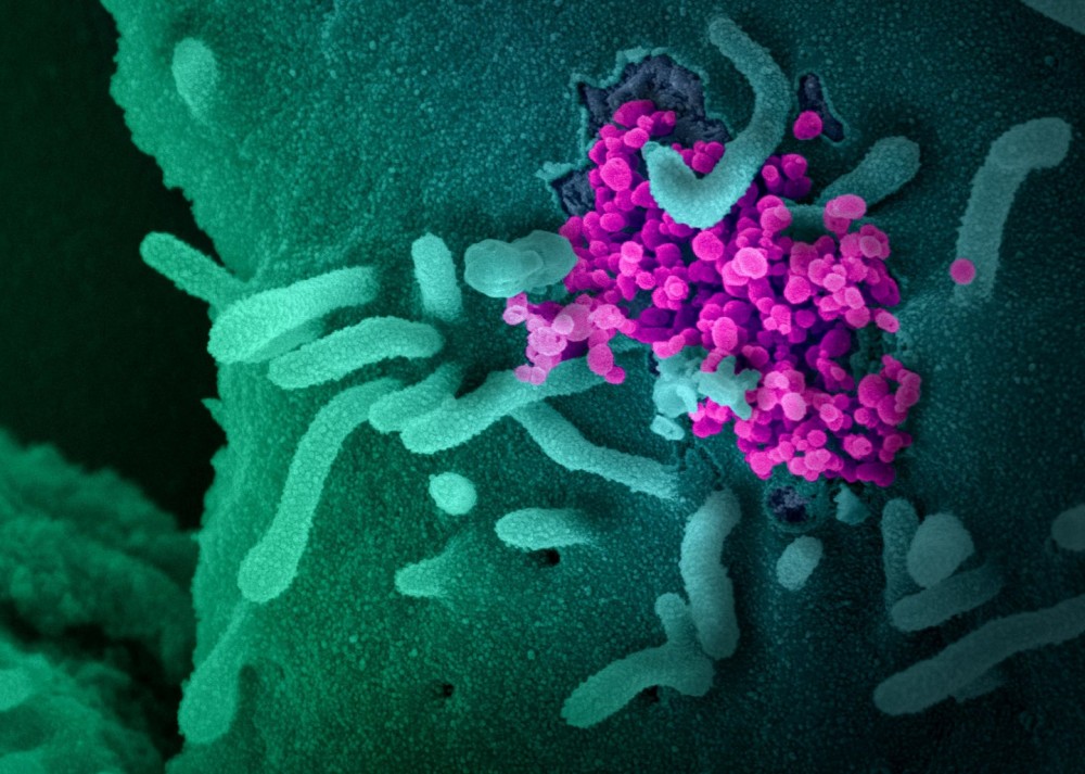 A deep dive on the evolution of COVID and its variants