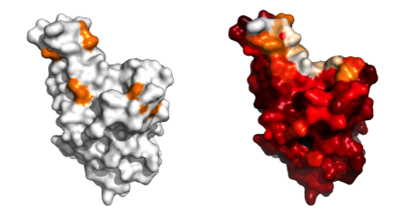 Two Alpha, Beta, and Gamma spike protein colored in white and orange and white, orange, and red