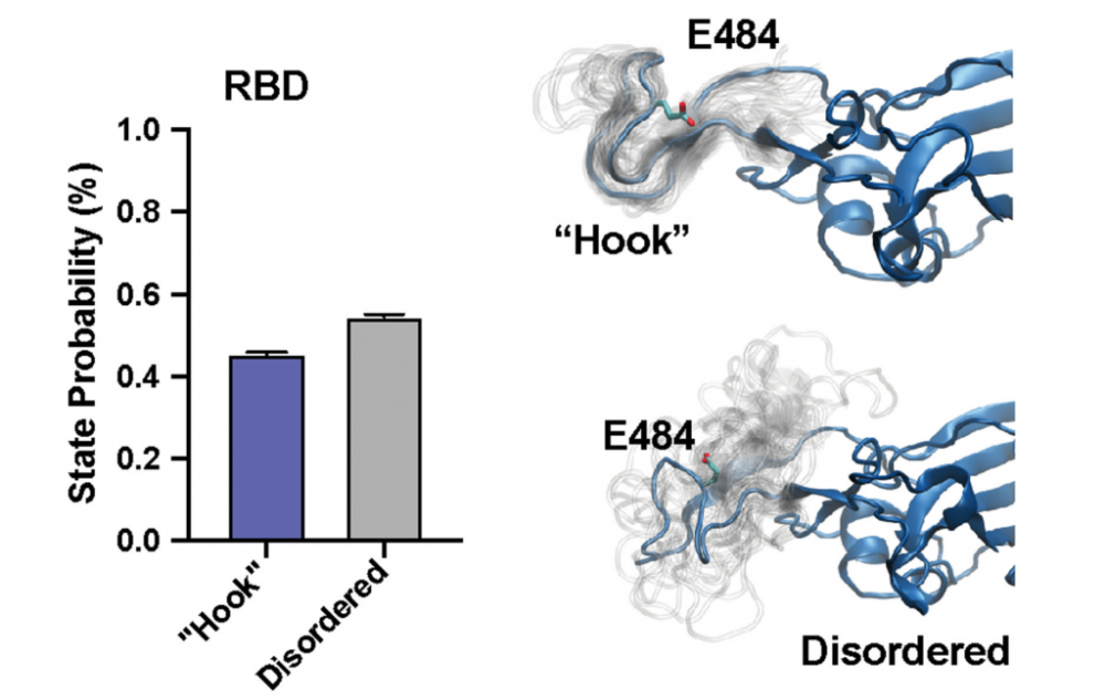 Bar graph of hook shape time of RBD in purple and gray next to shapes of E484 mutations. Bar graph of hook shape time of RBD in red and gray next to shape of K484 mutations. 