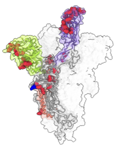 SARS-CoV-2 spike protein with Omicon mutations marked in green, red, and purple