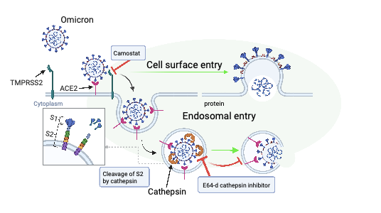 Omicron COVID variant shown entering a cell through an endosome in a blue, green, and red diagram 