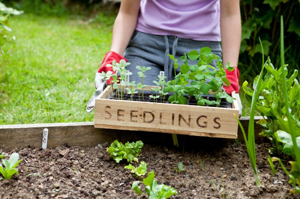 The science behind the benefits of gardening for mental health and well-being