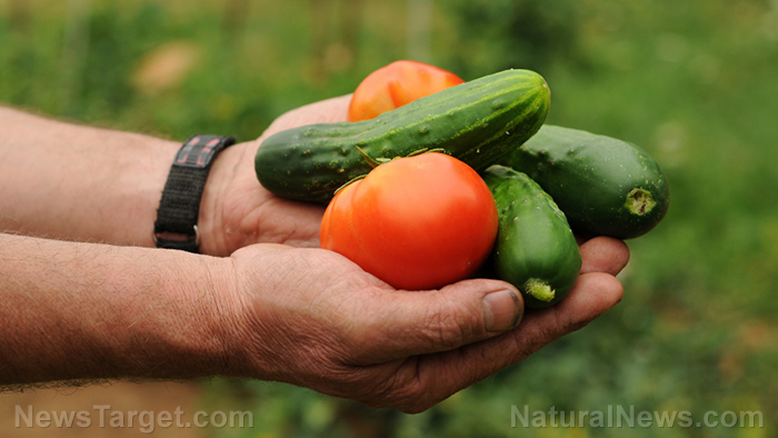 Planting cucumbers early can help farmers avoid downy mildew, reveals study