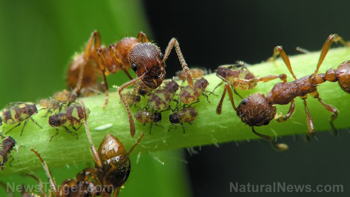 Study suggests ants can be trained to detect cancer in urine