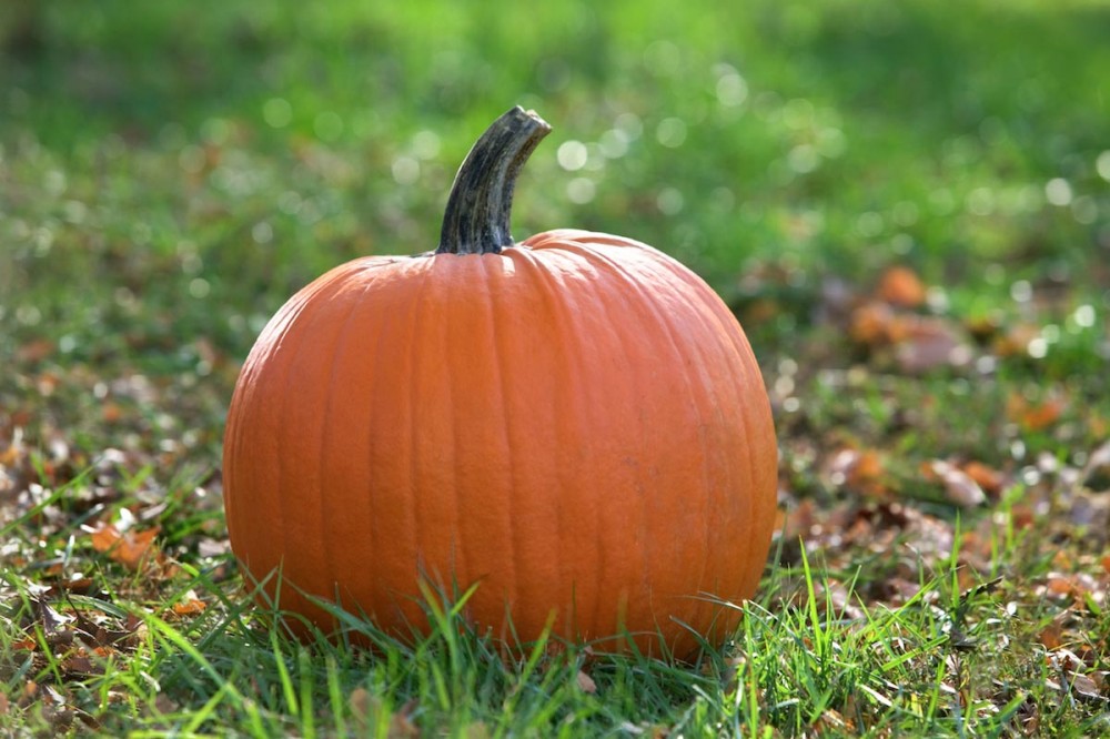 Boost your intake of vitamin A with pumpkin, a healthy, versatile superfood