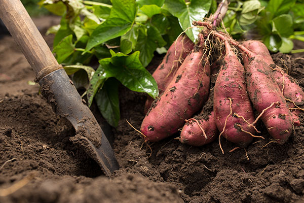 Sweet potatoes can support digestive health and protect against cancer