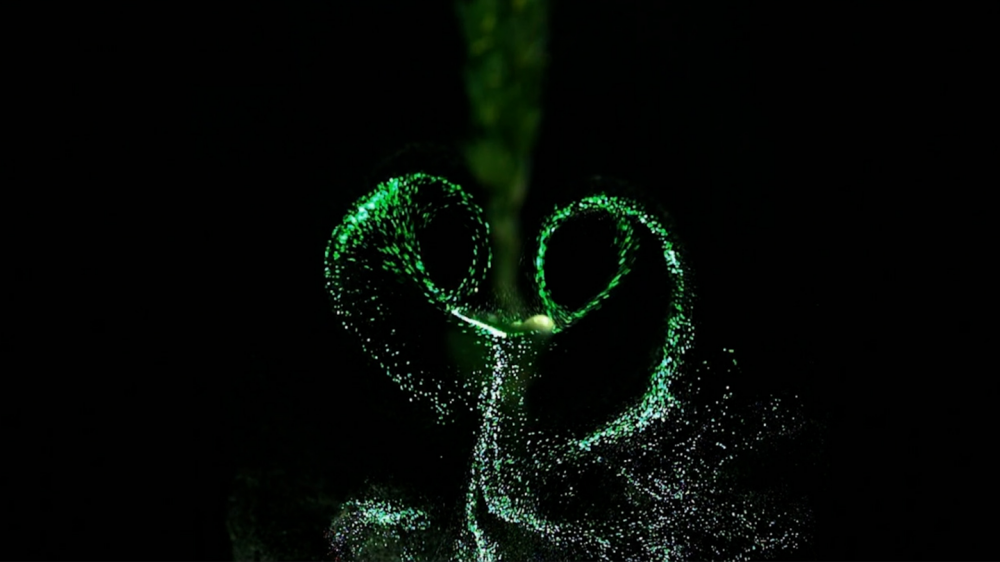 Watch ‘tiny tornadoes’ spread plant pathogens